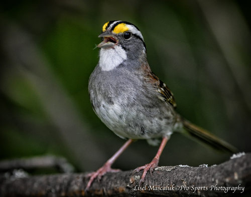 White-Throated Sparrow :: Pro Sports Photography